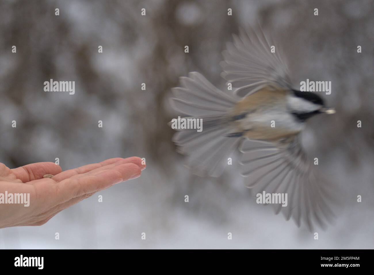 Le méné à capuchon noir (Poecile arricapillus) prend le vol d'une main sur un sentier de randonnée très enneigé près d'Ottawa, Ontario, Canada. Banque D'Images