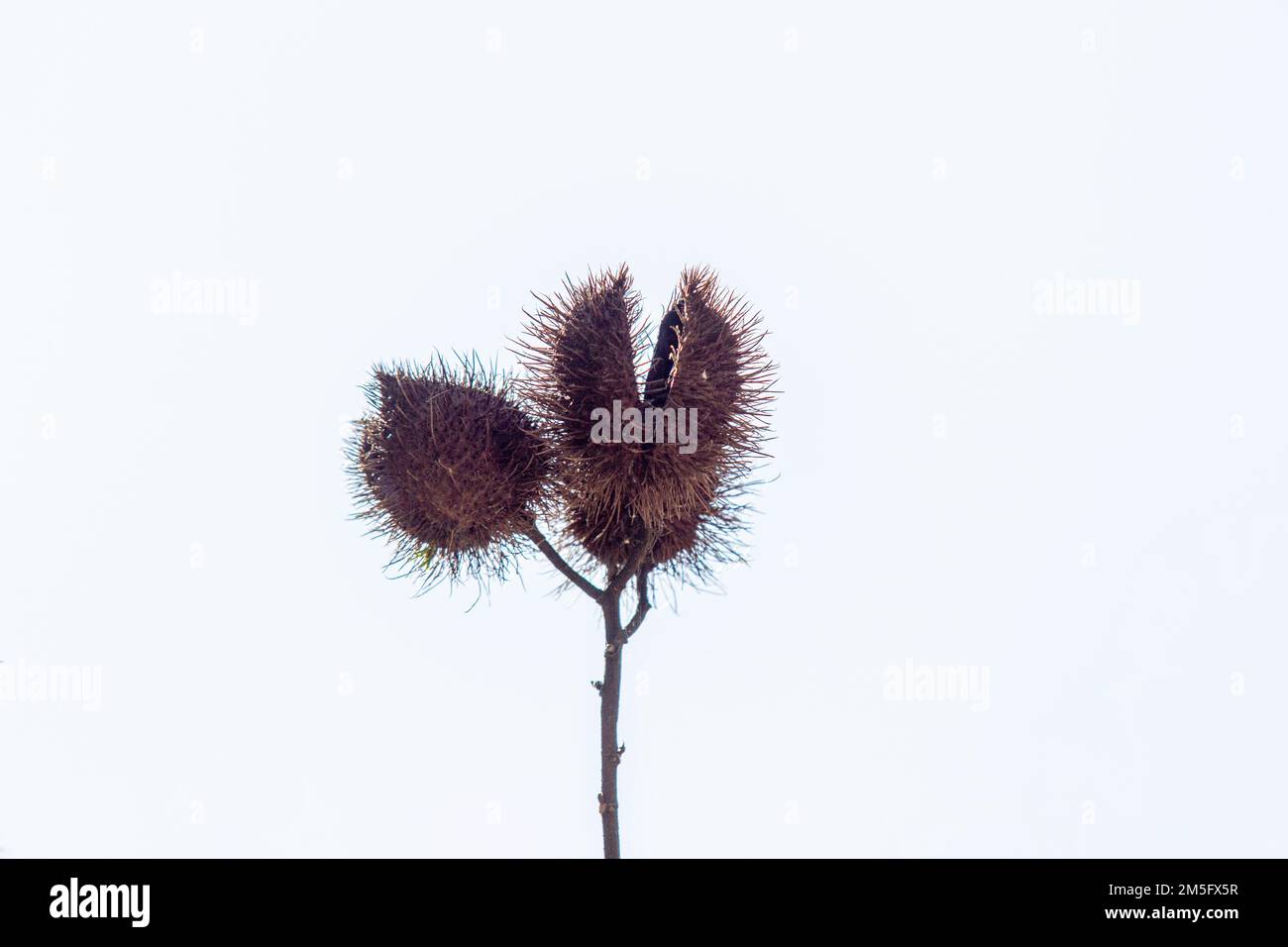 Graines de puberula d'Allamanda dans un jardin de Rio de Janeiro. Banque D'Images