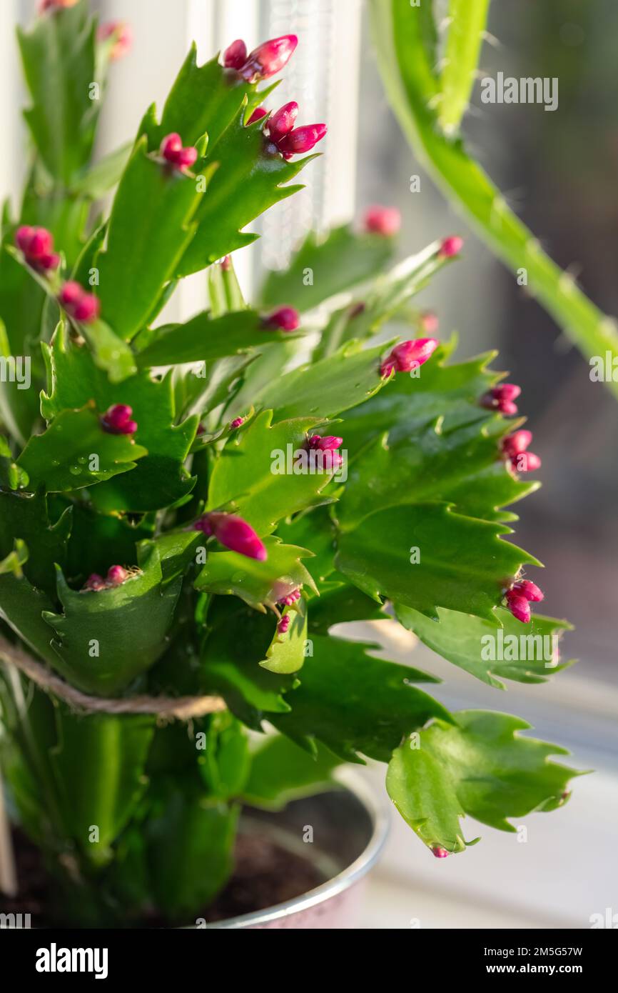 Cactus de Noël faux, Novemberkaktus (Schlumbergera truncata) Banque D'Images