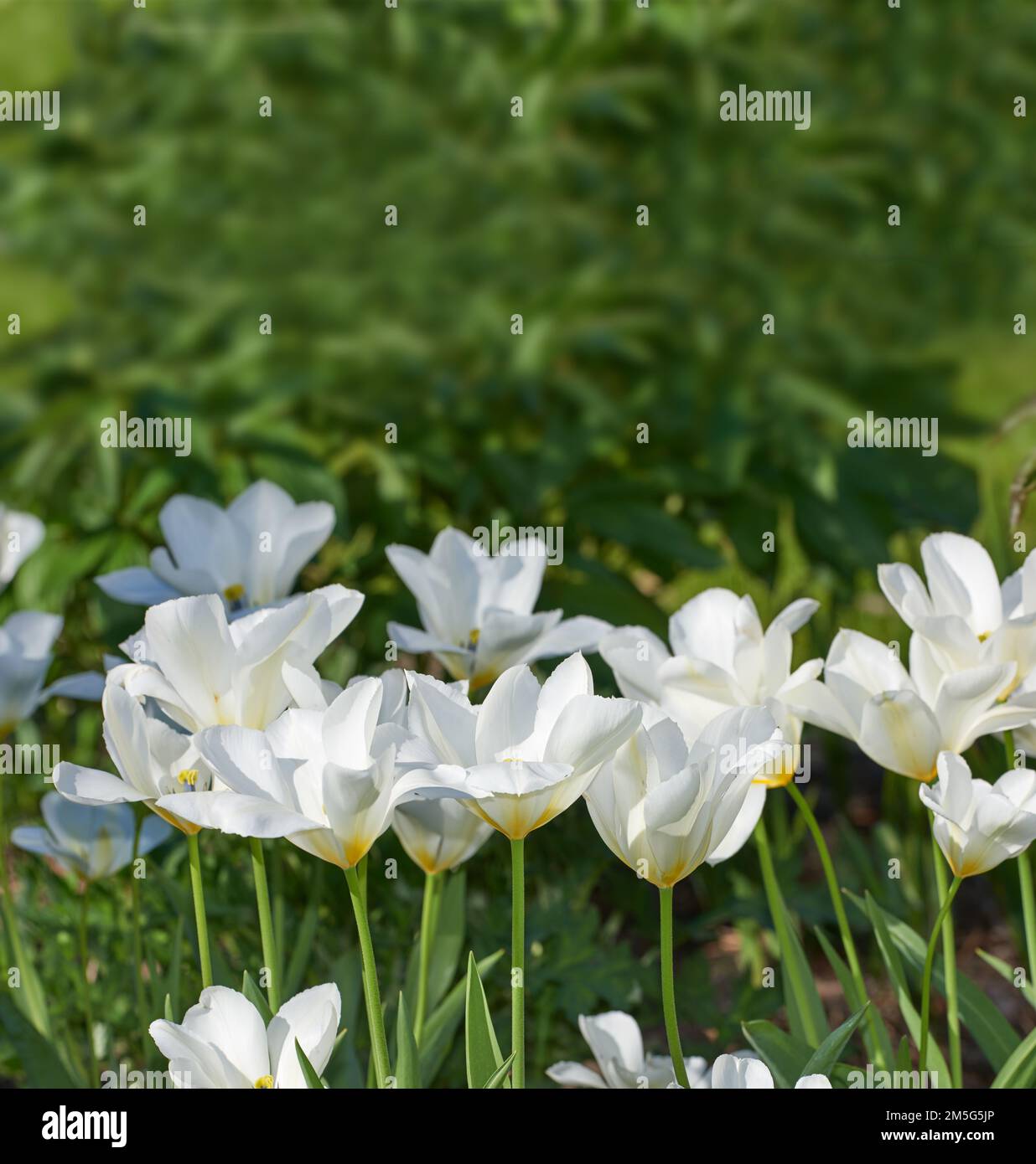 De belles fleurs en herbe. fleurs du jardin qui poussent à l'extérieur. Banque D'Images