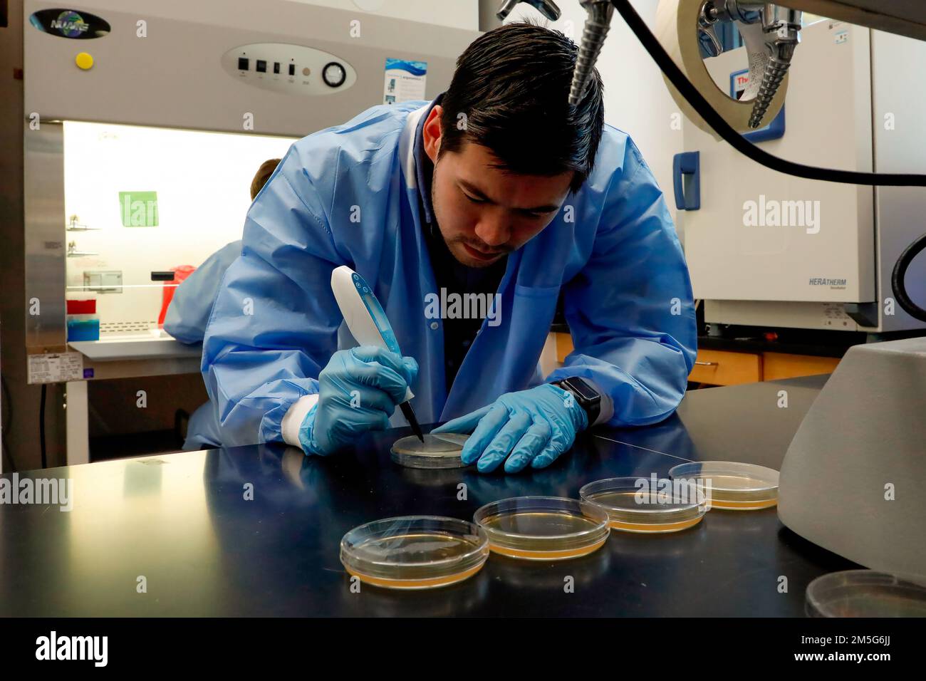 SILVER SPRING, Md (16 mars 2022) – Matthew Granger, un assistant de recherche du Centre de recherches médicales de la marine (NMRC), compte des bactéries Staphylococcus aureus résistantes à la méthicilline (SARM) dans le laboratoire de la Division des infections des plaies de combat. La Division des infections des plaies de combat, qui fait partie du département des infections opérationnelles du CNMV, élabore et évalue de nouveaux traitements pour combattre les infections de la peau et des tissus mous liées aux blessures associées aux organismes multirésistants. Banque D'Images