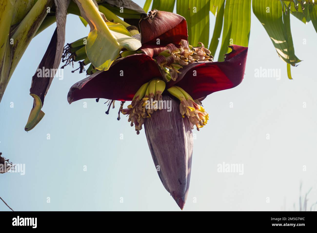 Bananes vertes arbre fruit d'été avec un bouquet sur la fleur de banane dans un jardin tropical au Bangladesh. Banque D'Images