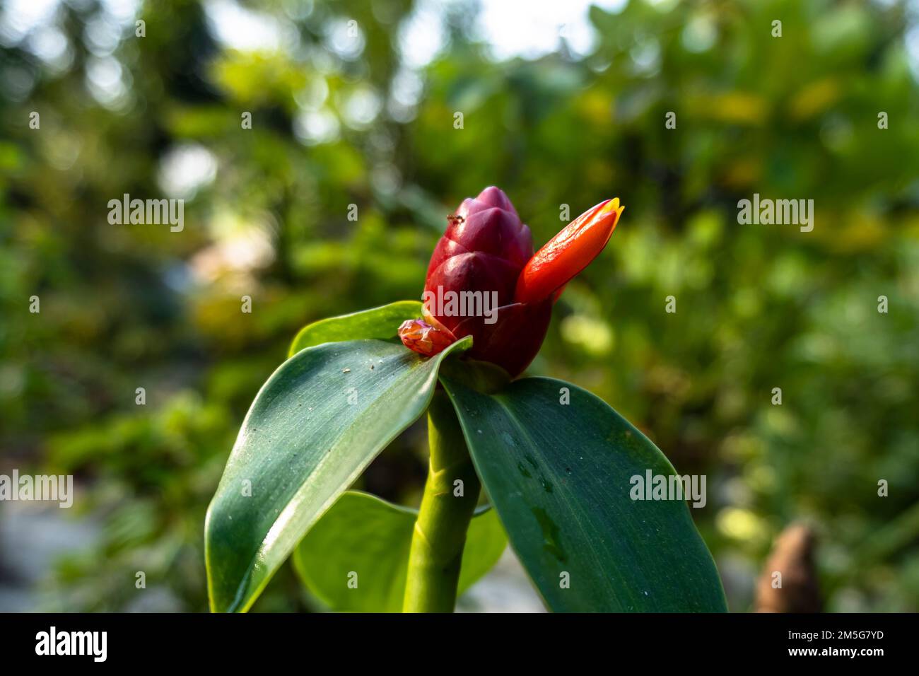Fleur de gingembre de la tête rouge dans le jardin. Cotus speciosus Banque D'Images