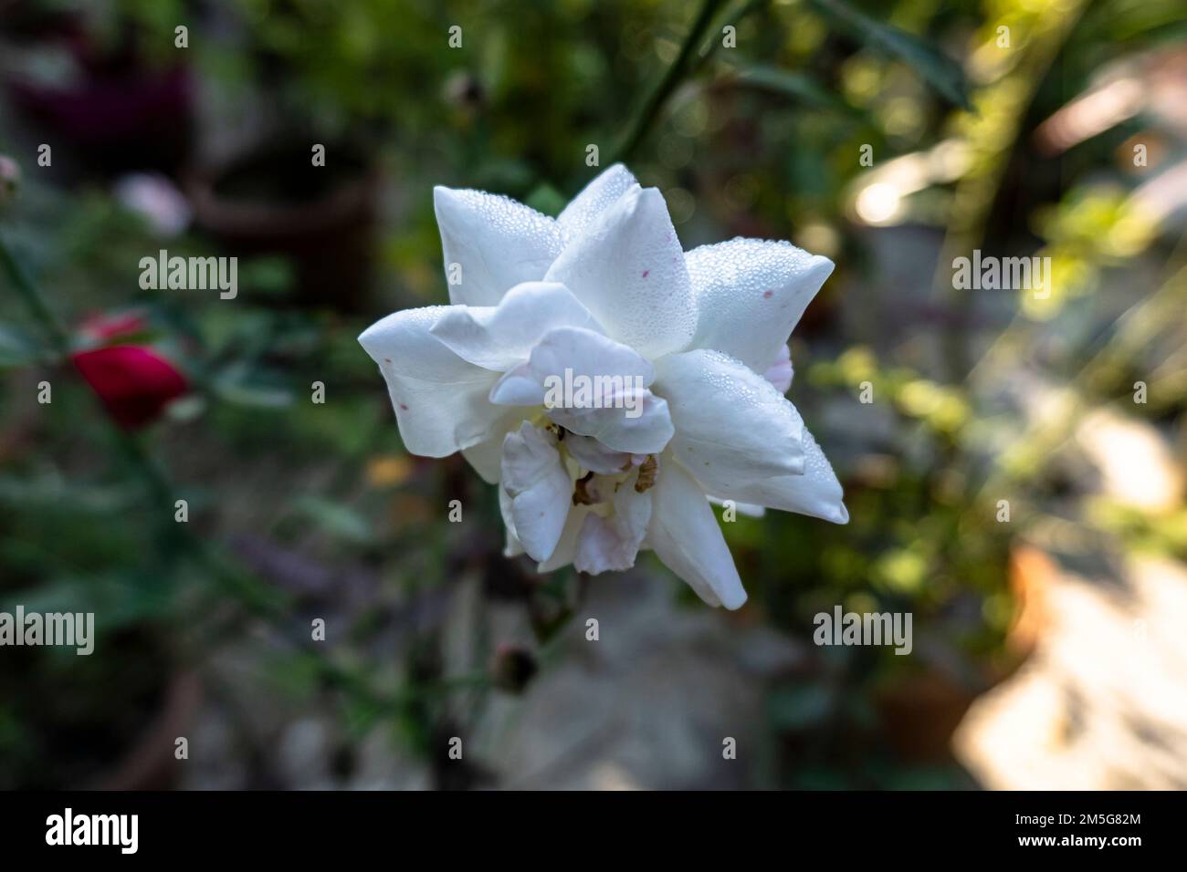 Rosa alba. Fleurs et boutons de rose blancs. Gros plan, mise au point sélective. Banque D'Images