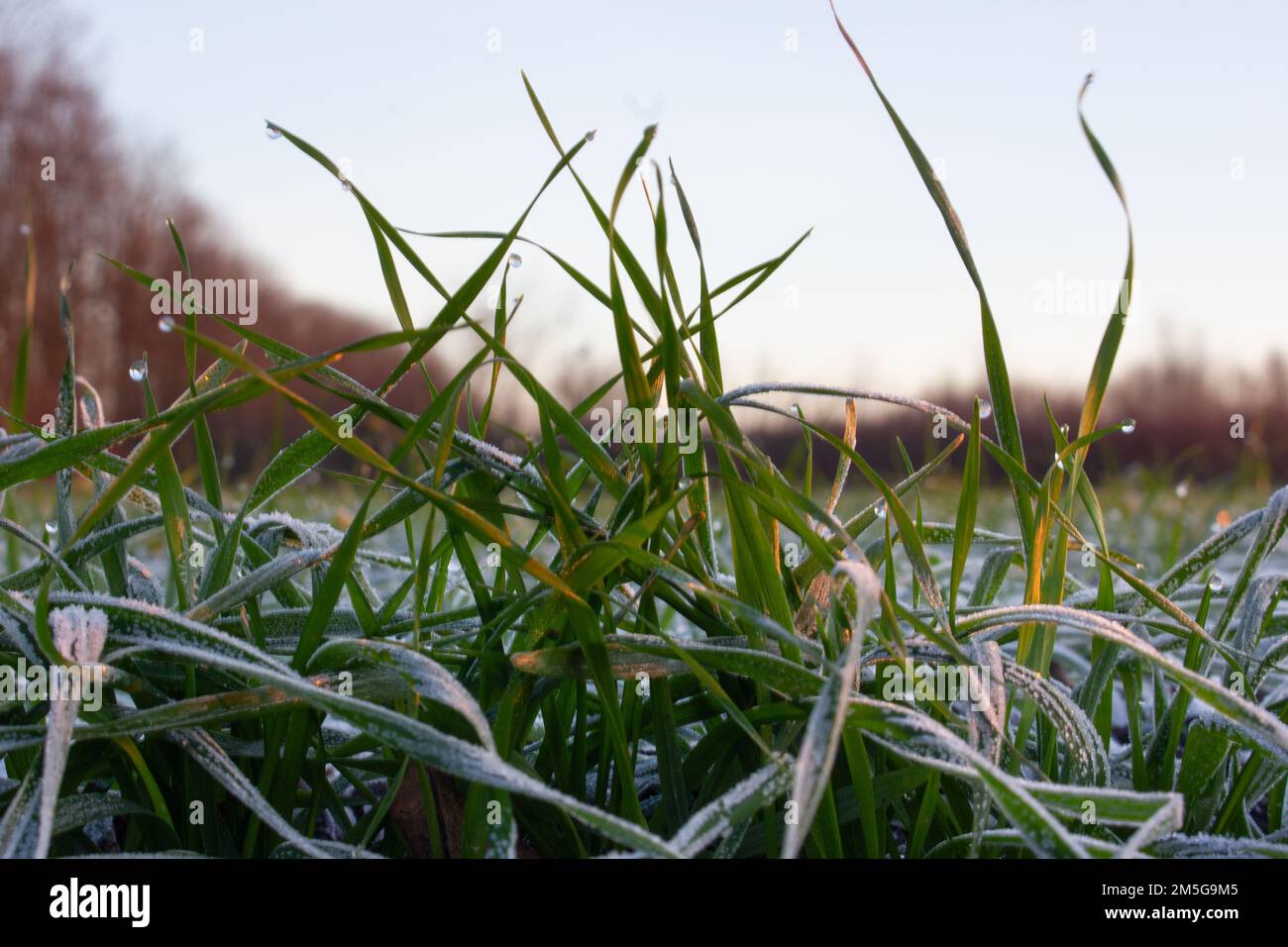 Brousse de blé d'hiver avec sous la neige sur le terrain. Le soleil du matin émet des rayons lumineux sur les feuilles gelées par de fortes gelées. Banque D'Images