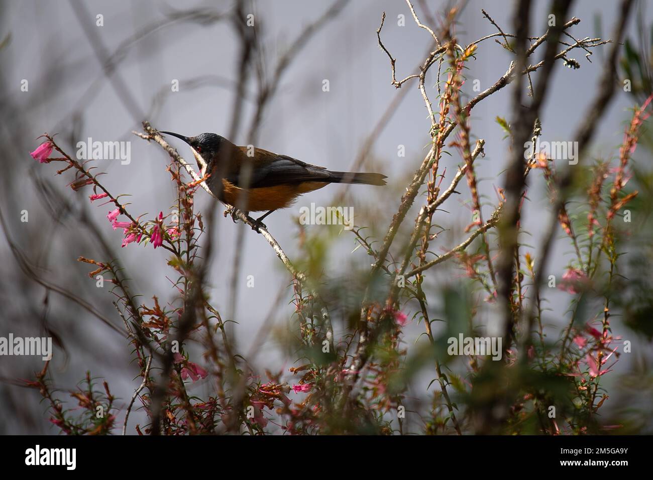 Un mâle est Spinebill perche sur une succursale dans l'ouest de la Tasmanie Banque D'Images