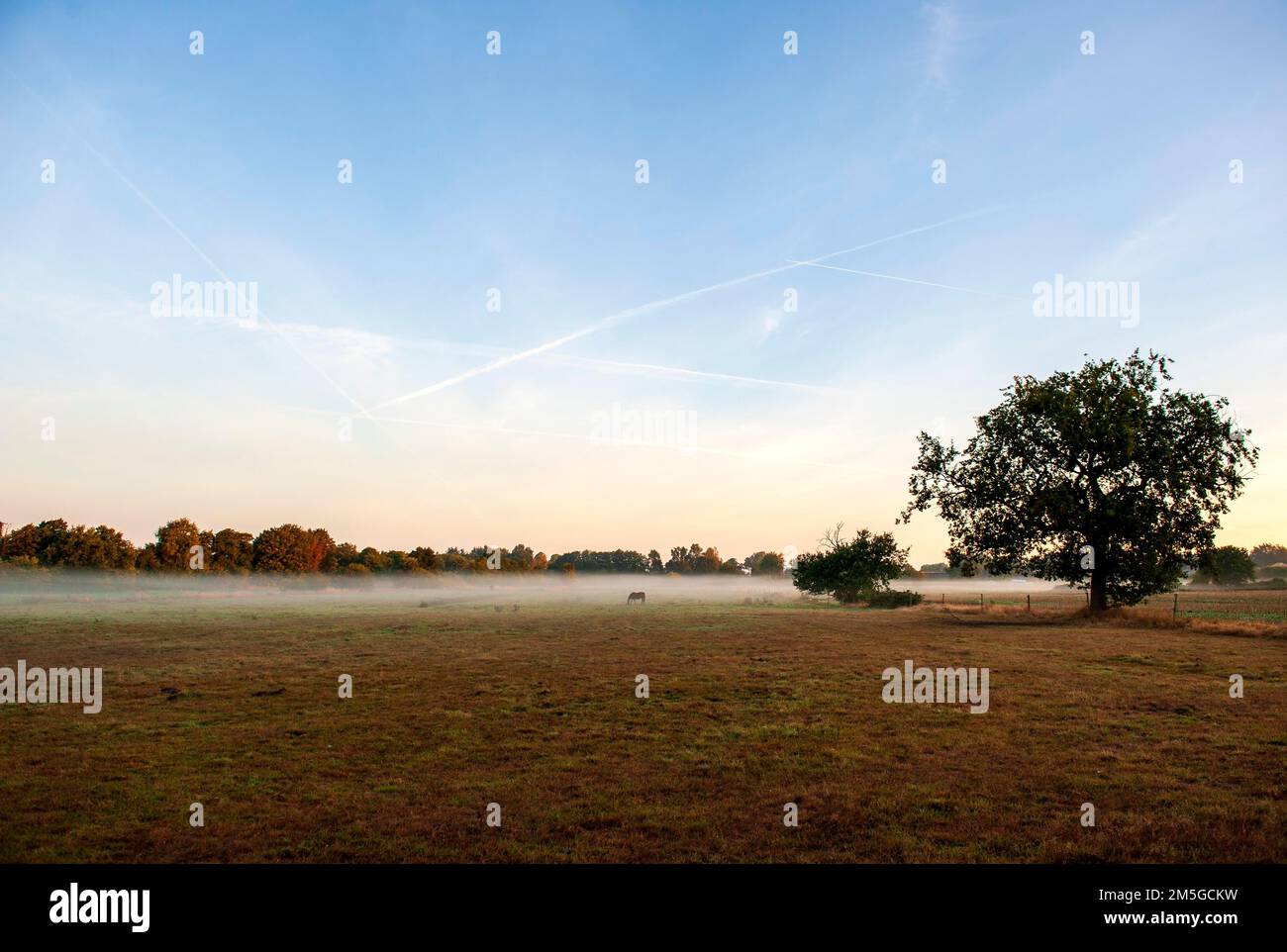 Cheval dans un pré dans la brume matinale, près de Cadenberge, district de Cuxhaven, Basse-Saxe, Allemagne Banque D'Images