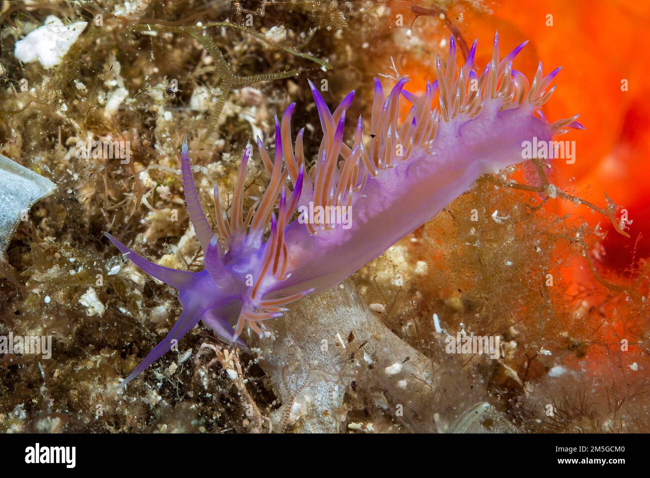 Pedata violet edmundsella (Flabellina pedata) avec glande semi-intestinale translucide orange-rouge, mer Méditerranée, Sardaigne, Italie Banque D'Images