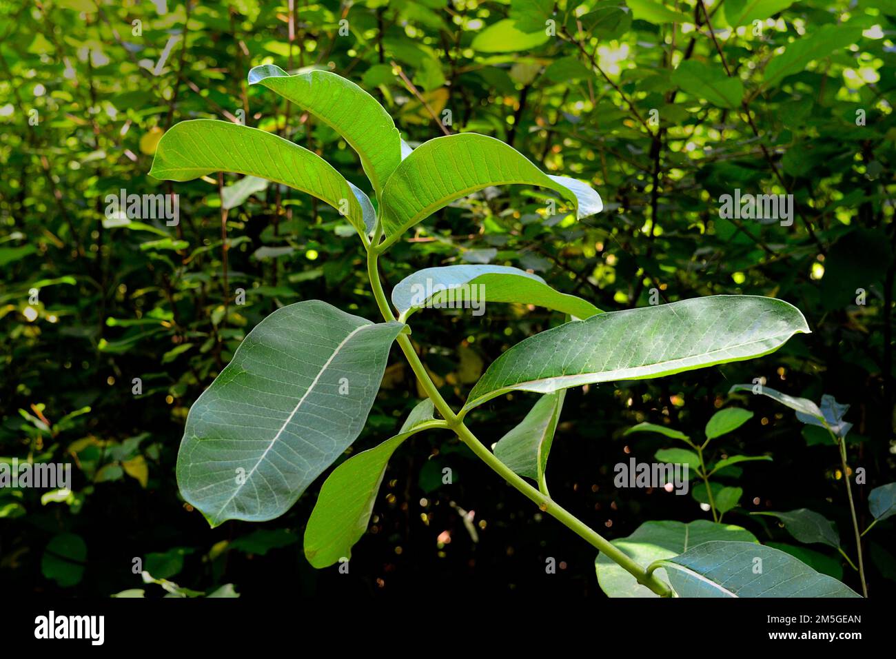 Un gros plan d'un laitaded commun, asclepias syriaca plante dans un jardin vert Banque D'Images