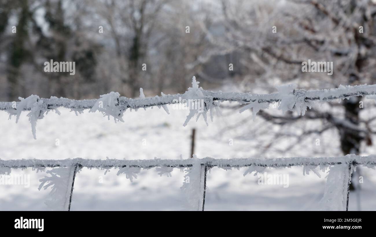 Clôture de jardin avec fil barbelé en hiver embrasse Banque D'Images