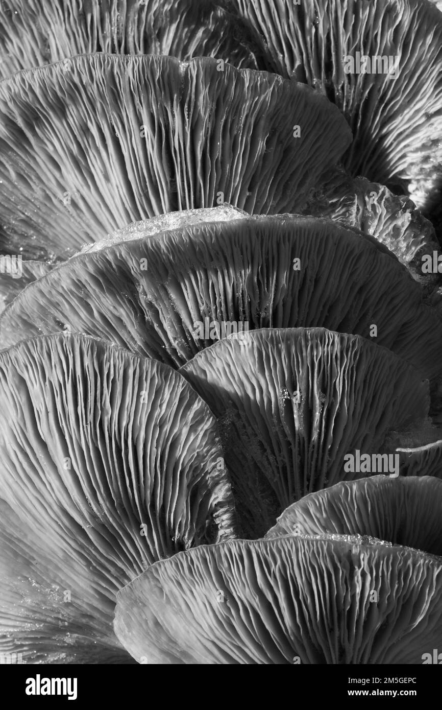 Champignons huître (Pleurotus ostreatus), champignons empilés sur le tronc d'arbre, recouverts de neige, noir et blanc, structures, Vogelsberg, Hesse, Allemagne Banque D'Images