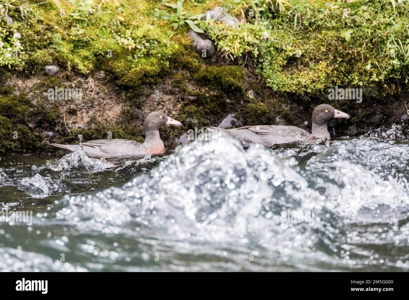 Canard bleu endémique (Hymenolaimus malacorhynchos fasf) à une rivière qui coule sur l'île du Sud, Nouvelle-Zélande. Banque D'Images