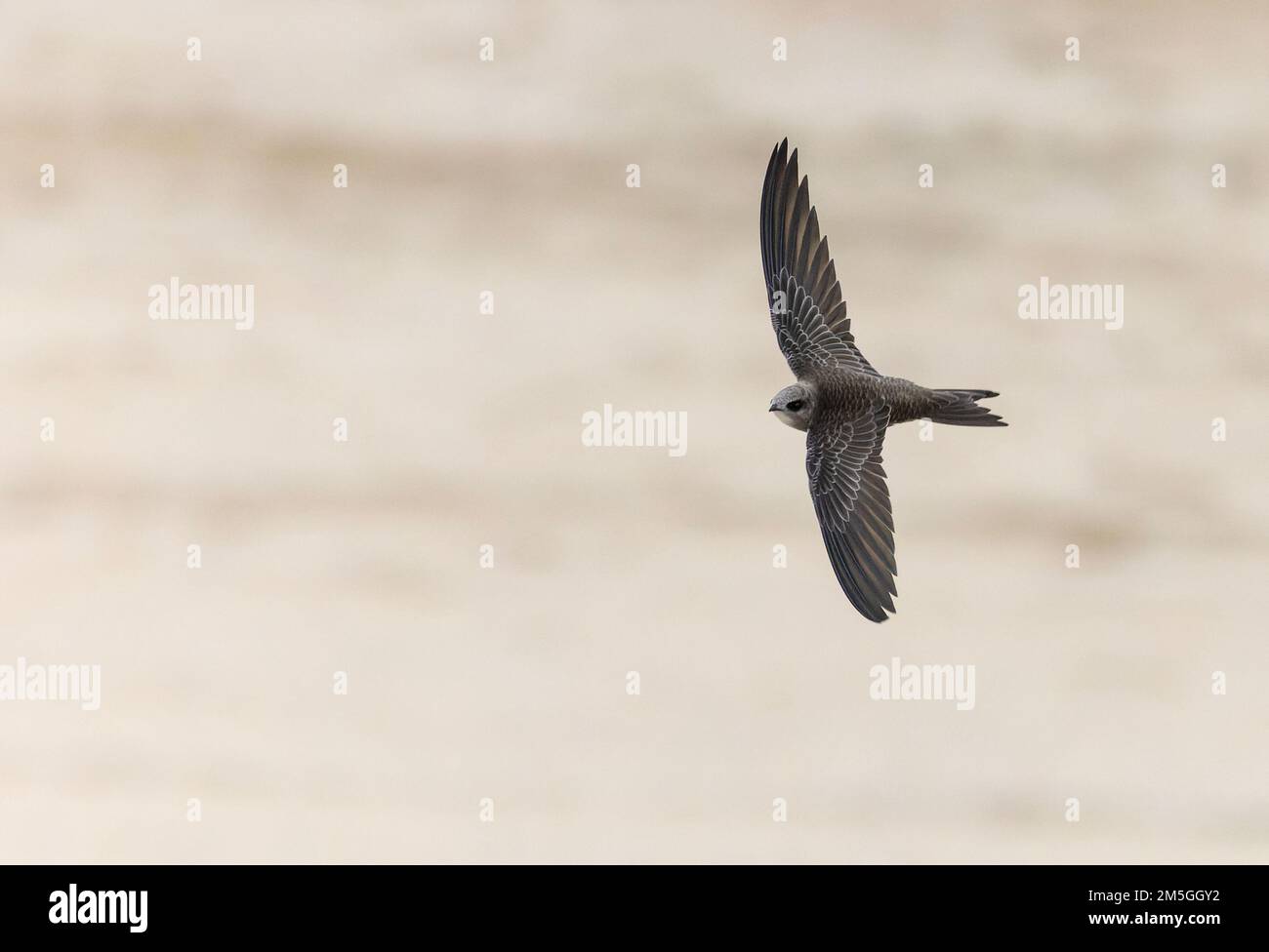 Premier hiver Pallid Swift sur l'île hollandaise de Wadden, Vlieland. Banque D'Images