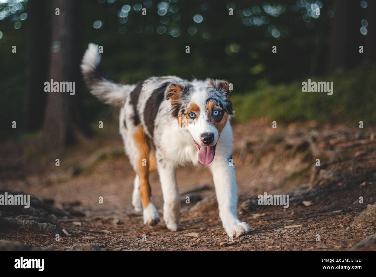 Portrait franc d'un chien de berger australien lors d'une promenade dans les bois. Lien entre le chien et l'homme. Expression joyeuse pendant la course. Pain à quatre pattes Banque D'Images