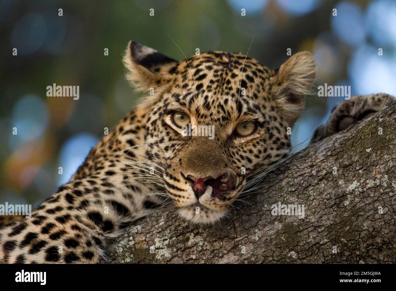 Léopard blessé (Panthera pardus) sur un arbre, regarde directement la caméra, noir et blanc à part les yeux dorés, Botswana Banque D'Images