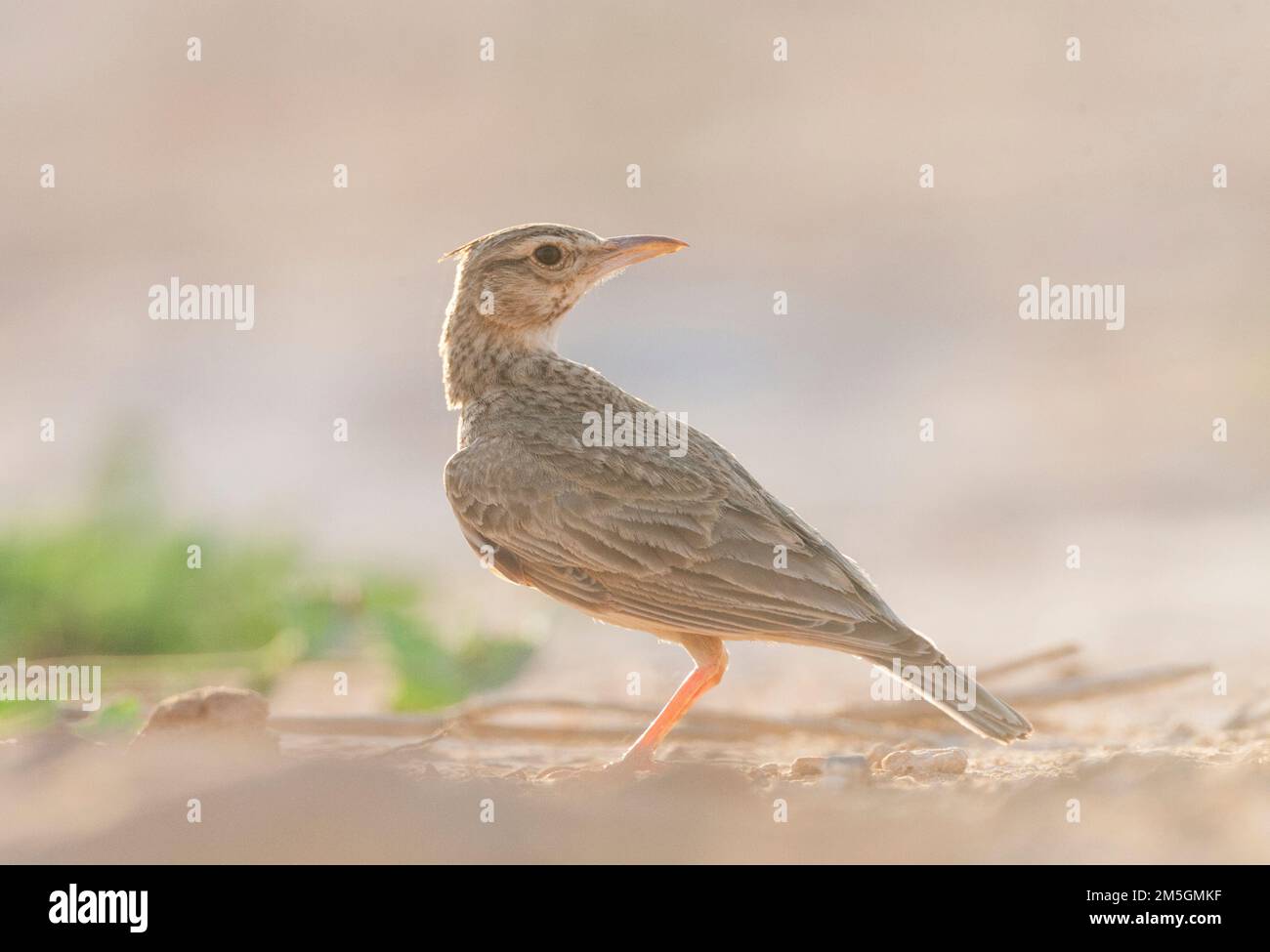 Galerida cristata Crested Lark (pallida) dans les steppes espagnoles Banque D'Images