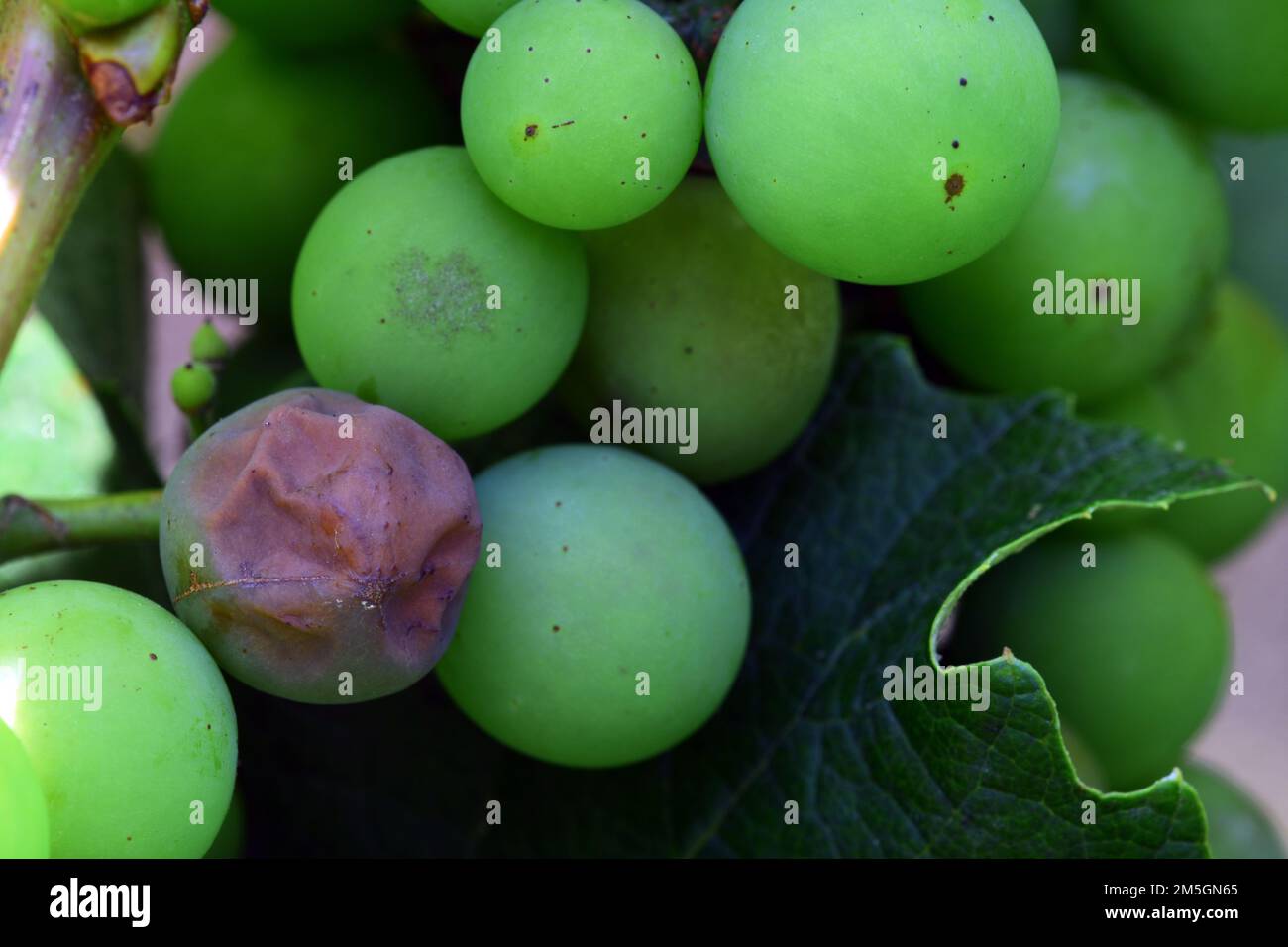 Pourriture noire sur les raisins. La pourriture noire est une maladie fongique qui provoque des taches de feuilles brunes circulaires et réduit de nombreuses baies à des momies noires, semblables à des raisins secs Banque D'Images