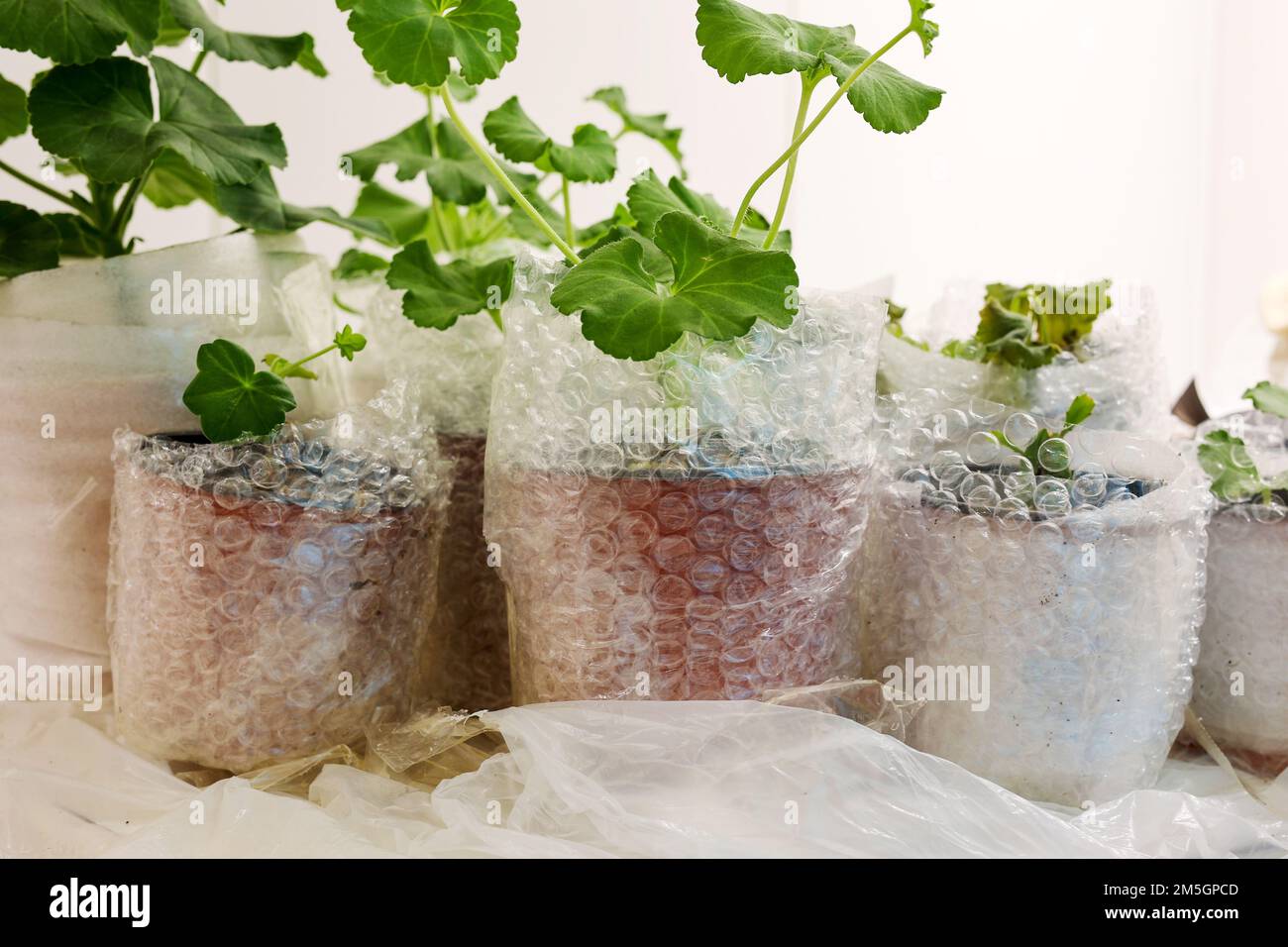 Préparations de plantes avec film à bulles pour l'hiver Banque D'Images