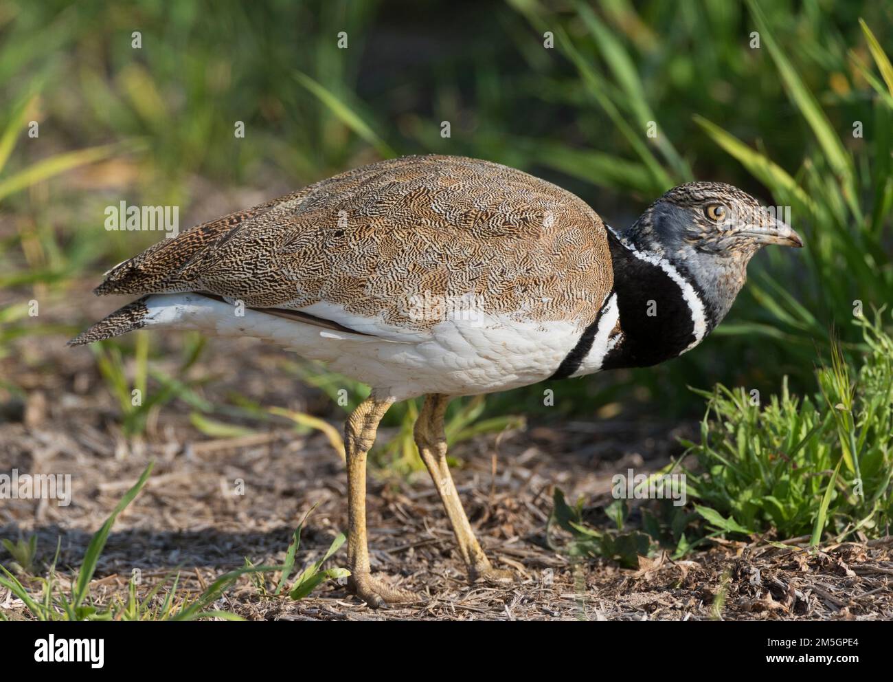 Peu d'hommes Outarde (Tetrax tetrax) mange de l'herbe au bord du champ de blé en Catalogne, Espagne. Banque D'Images