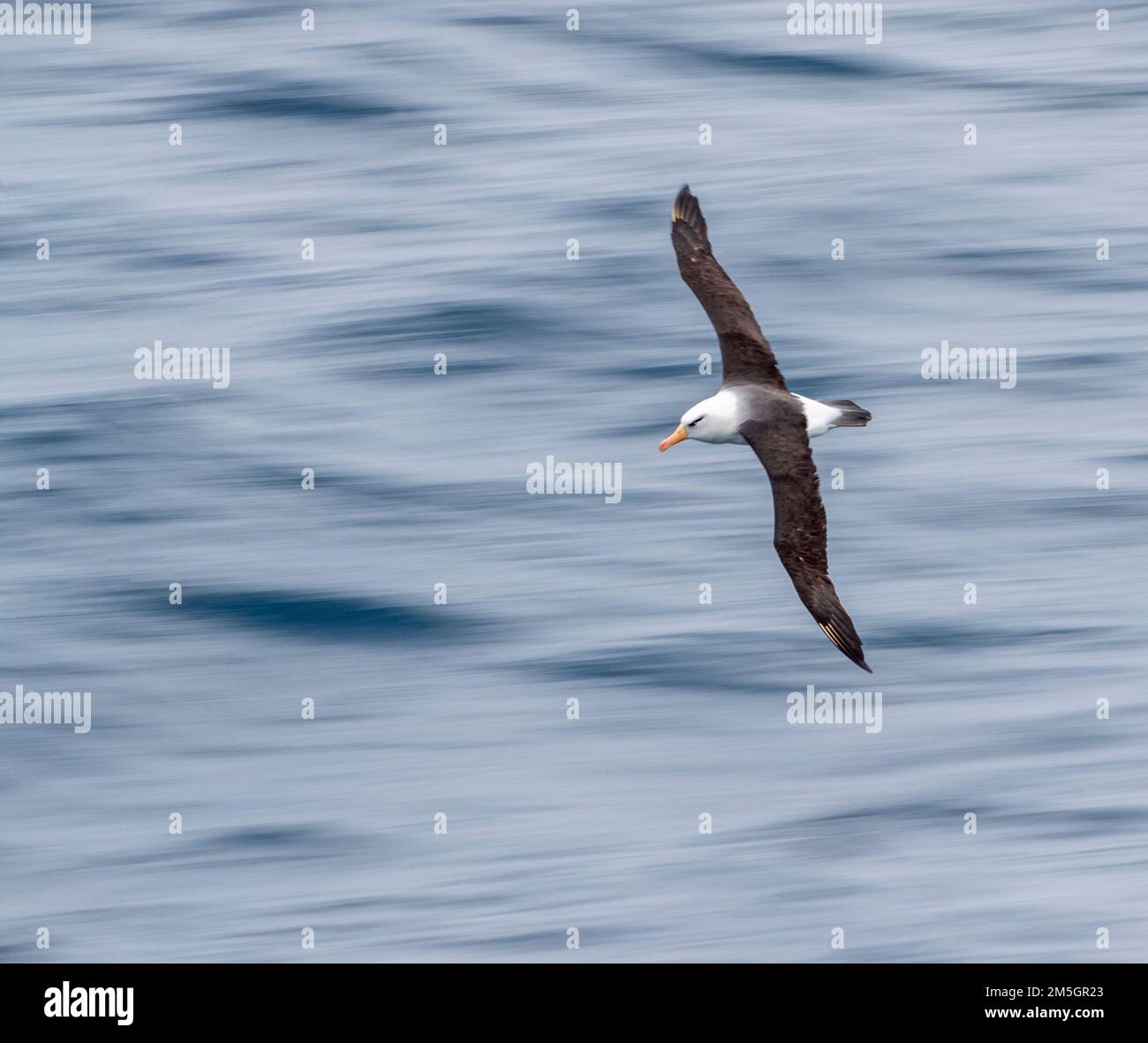 Campbell Albatross (Thalassarche impavida), également connu sous le nom de Campbell Mollymawk, en vol au-dessus de l'océan Pacifique sud de la Nouvelle-Zélande. Banque D'Images