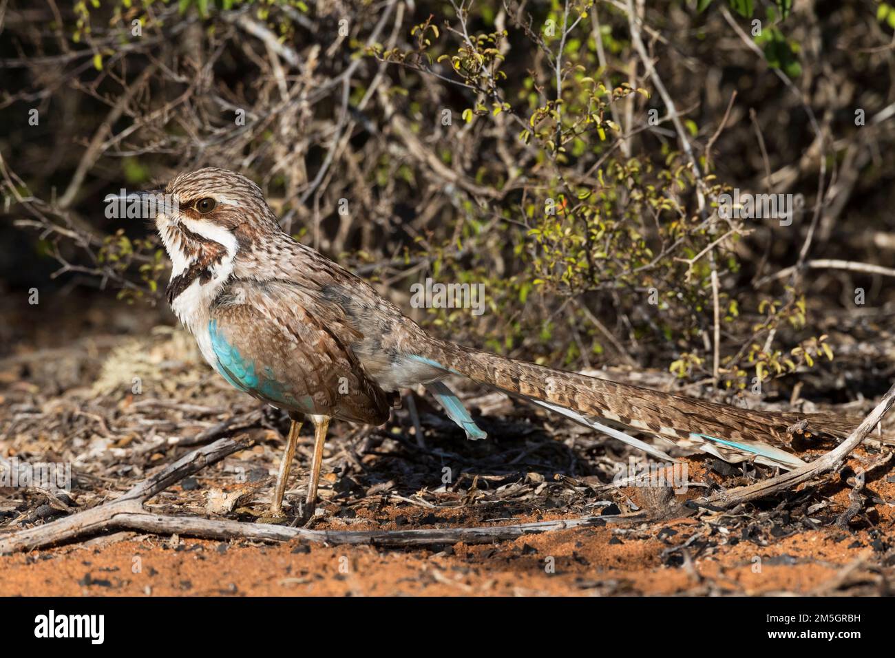 Dans Langstaartgrondscharrelaar Forêt épineuse ; Madagaskar Ground-Roller à longue queue (Uratelornis chimaera) dans Spinfo forêt, Madagascar Banque D'Images