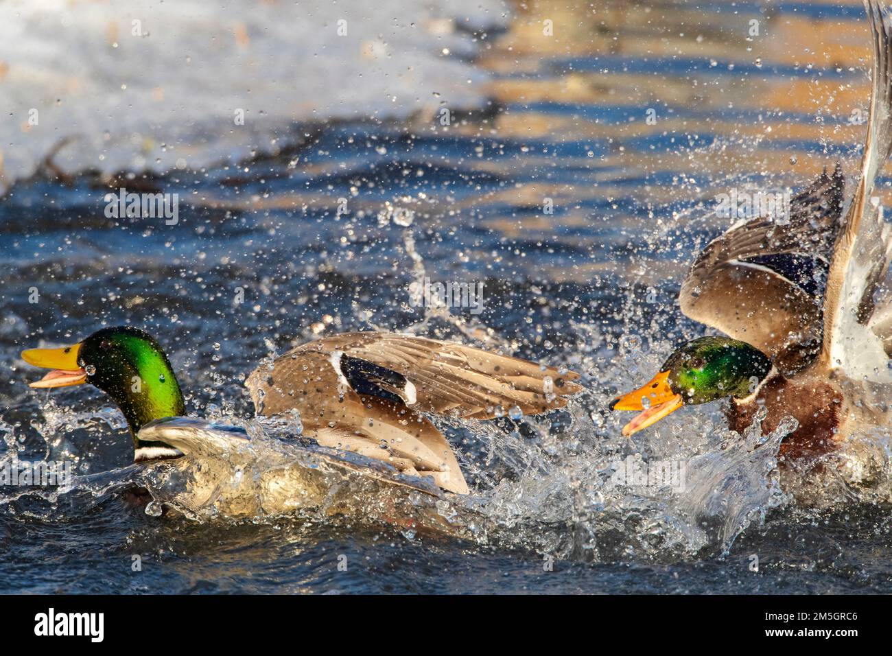 Deux mâles Mallard (Anas platyrhynchos) se battent dans un lac urbain à Katwijk, aux pays-Bas. Banque D'Images