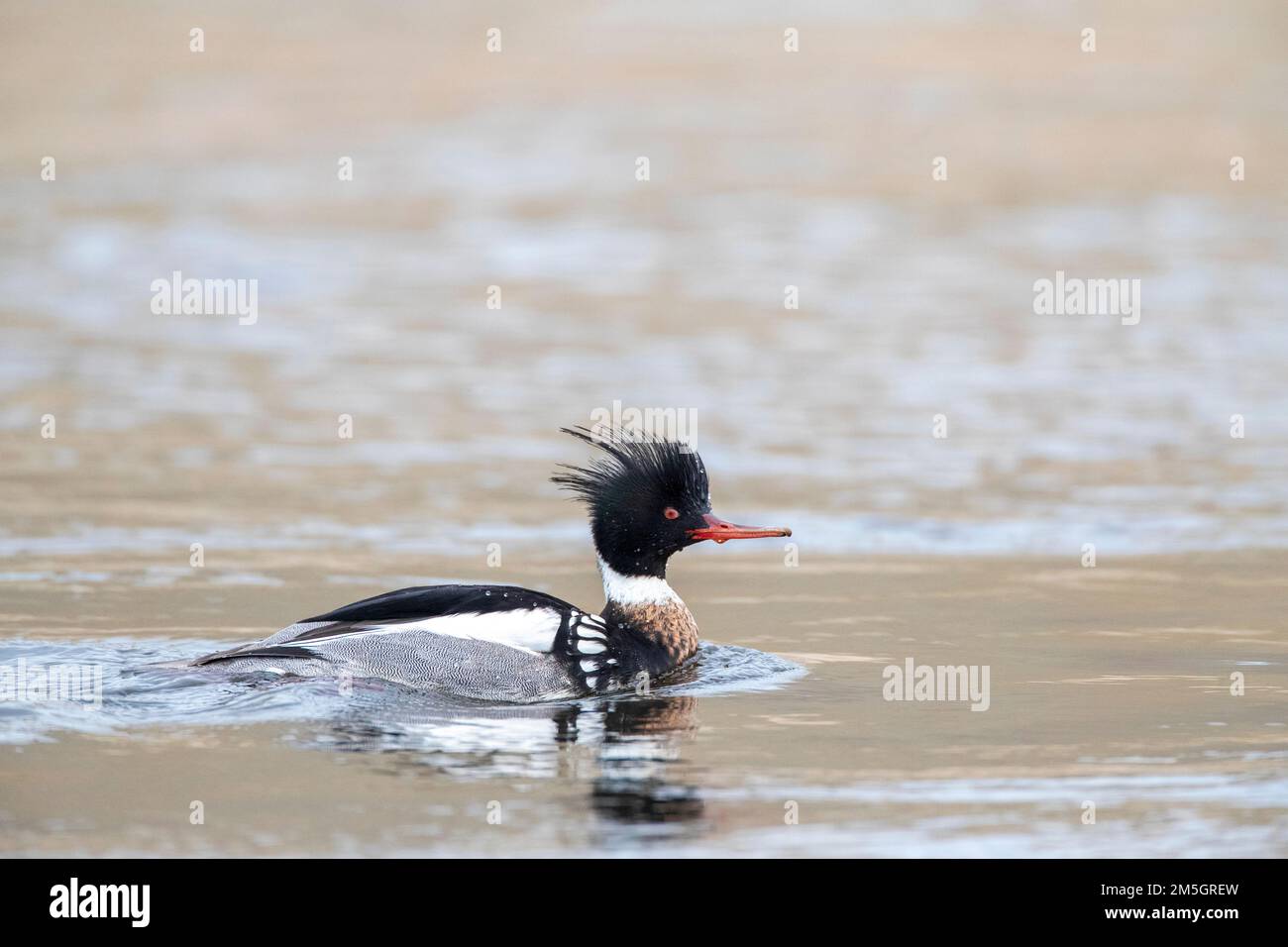 Merganser à poitrine rouge (Mergus serrator), homme hivernant, nageant dans la sortie du Rhin, dans la mer du Nord, à Katwijk, aux pays-Bas. Banque D'Images