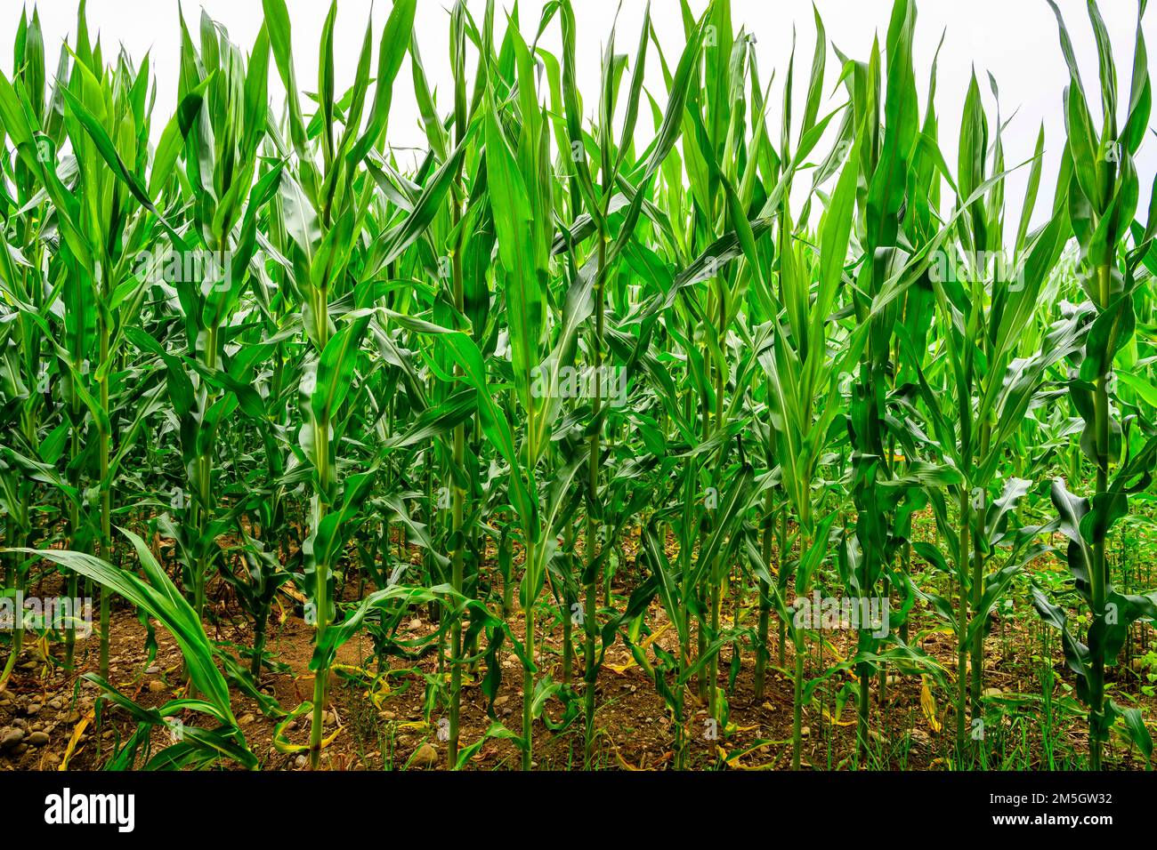 Champ de maïs vert dans la campagne du nord de l'italie Banque D'Images
