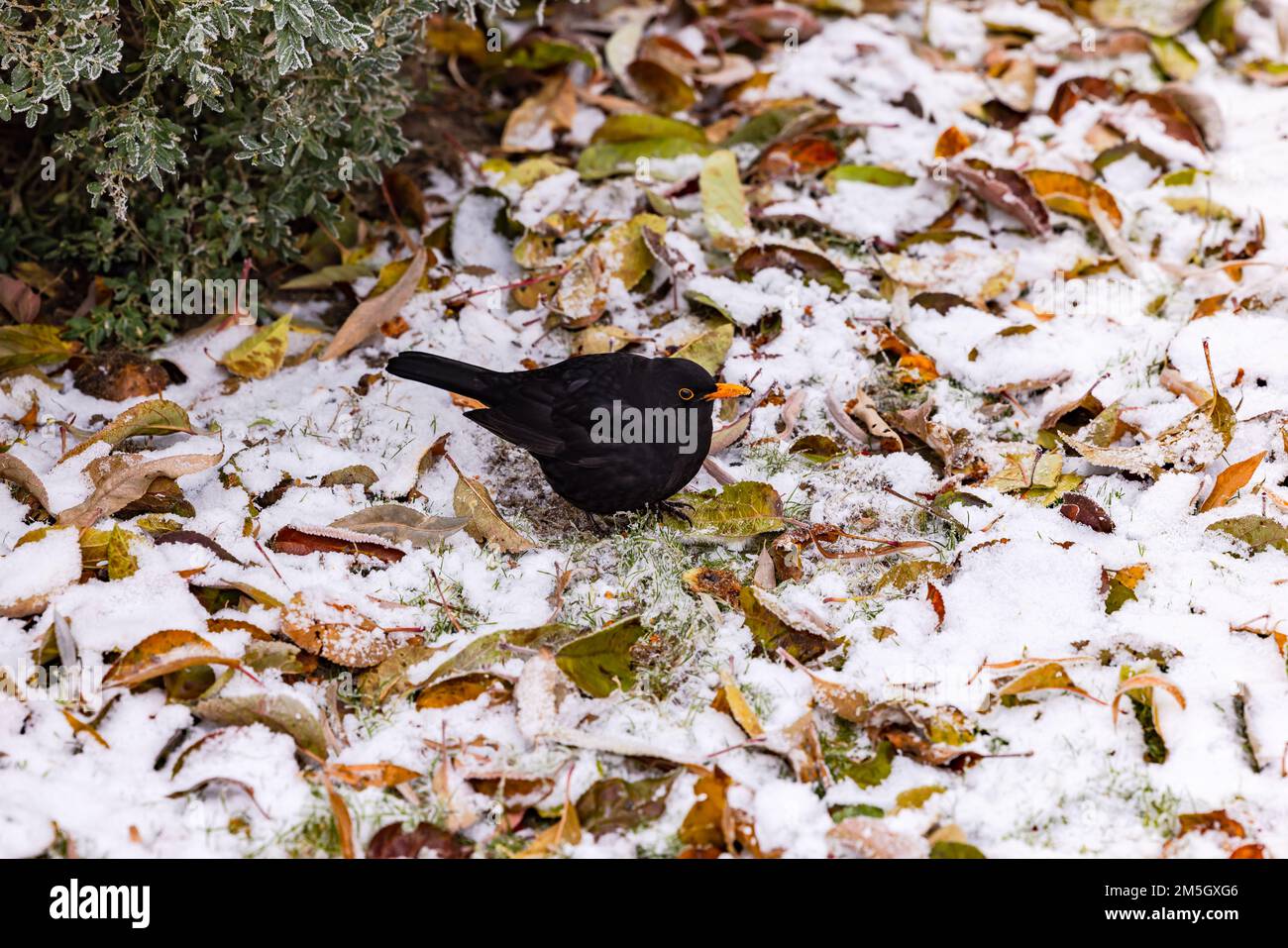 Un blackbird recherche de la nourriture entre la neige, le gel et les feuilles en hiver, en Allemagne Banque D'Images
