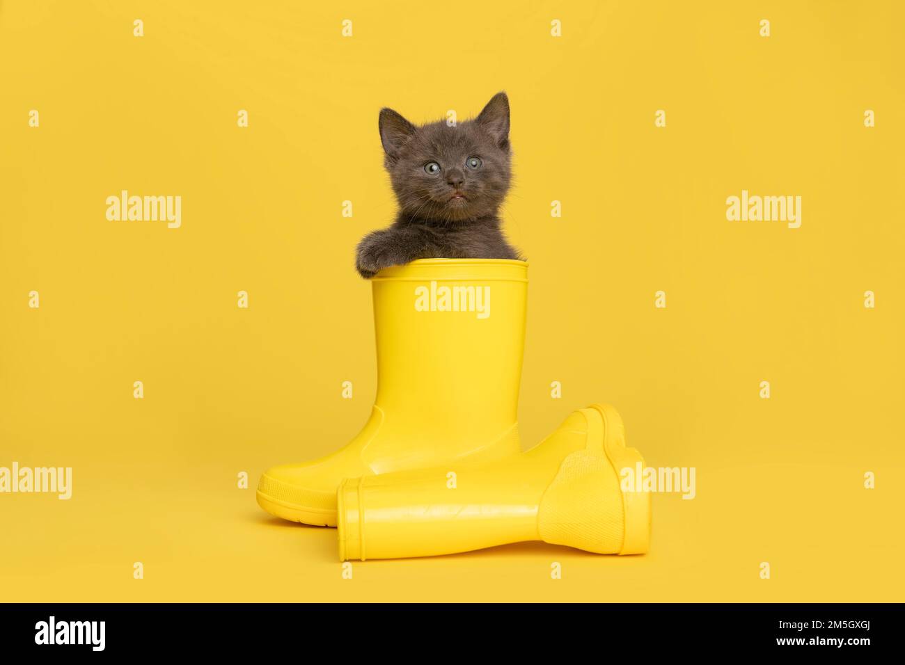 Un adorable chaton gris en bottes de pluie en caoutchouc jaune sur fond jaune regardant l'appareil photo Banque D'Images