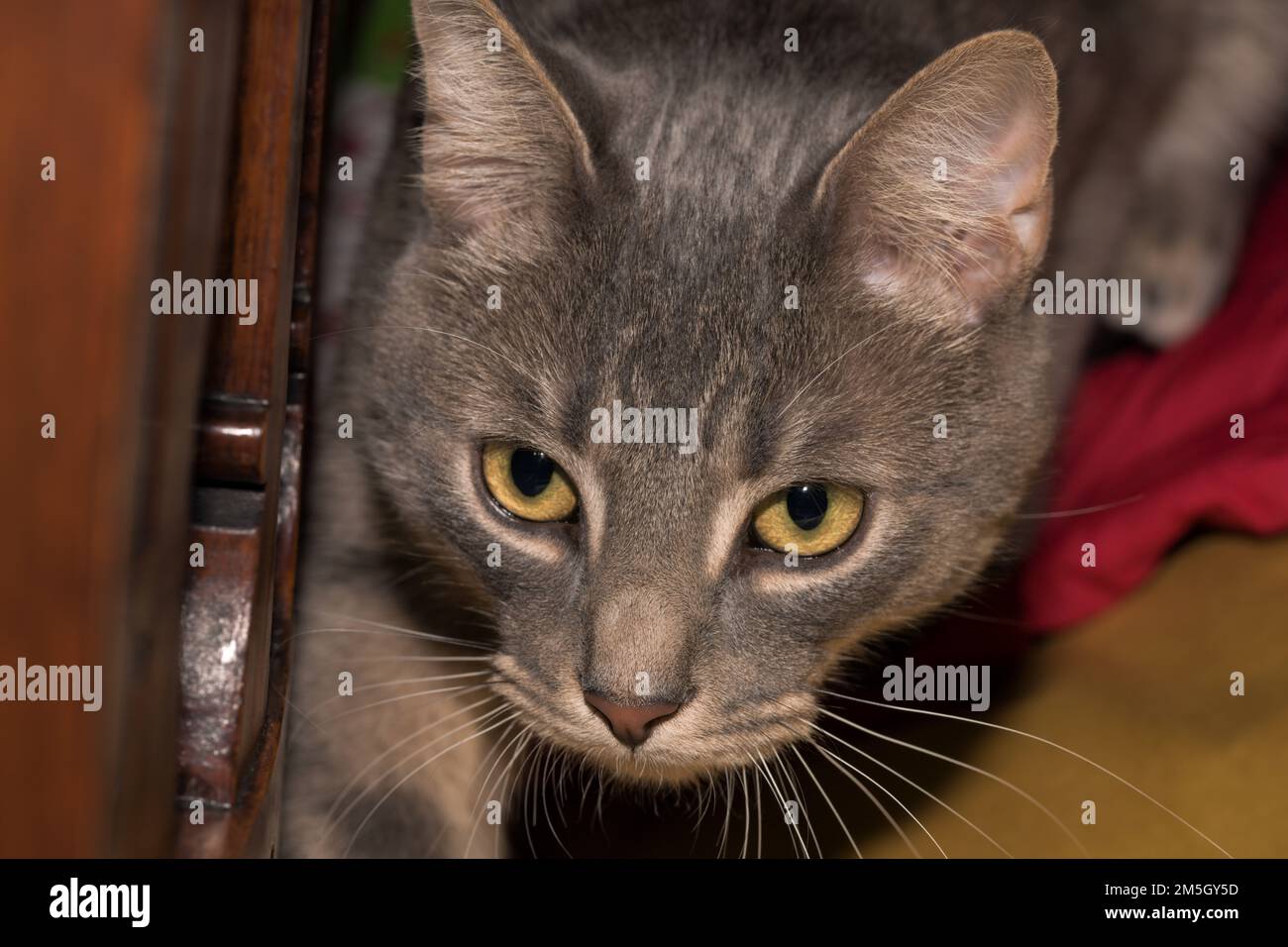 Un chat gris, gris, tabby avec des yeux de perçage jaune Banque D'Images