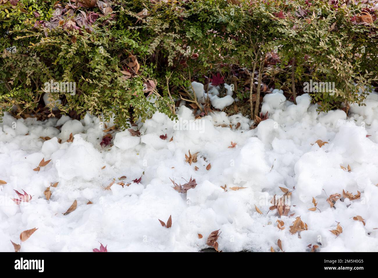 Une dérive des feuilles et de la neige, l'automne se tourna vers l'hiver, l'hiver se tourna vers le printemps Banque D'Images