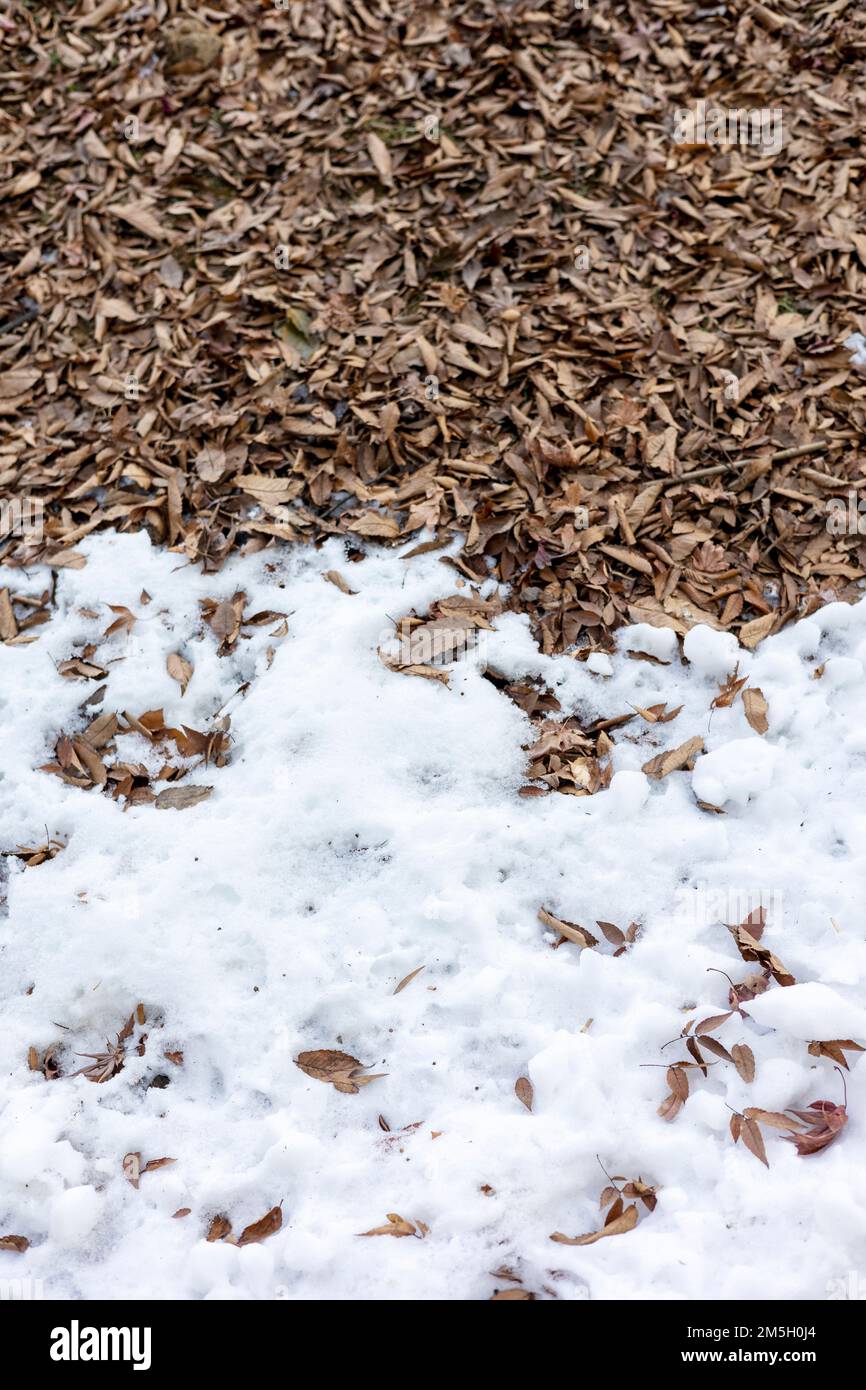 Une dérive des feuilles et de la neige, l'automne s'est tourné vers l'hiver Banque D'Images