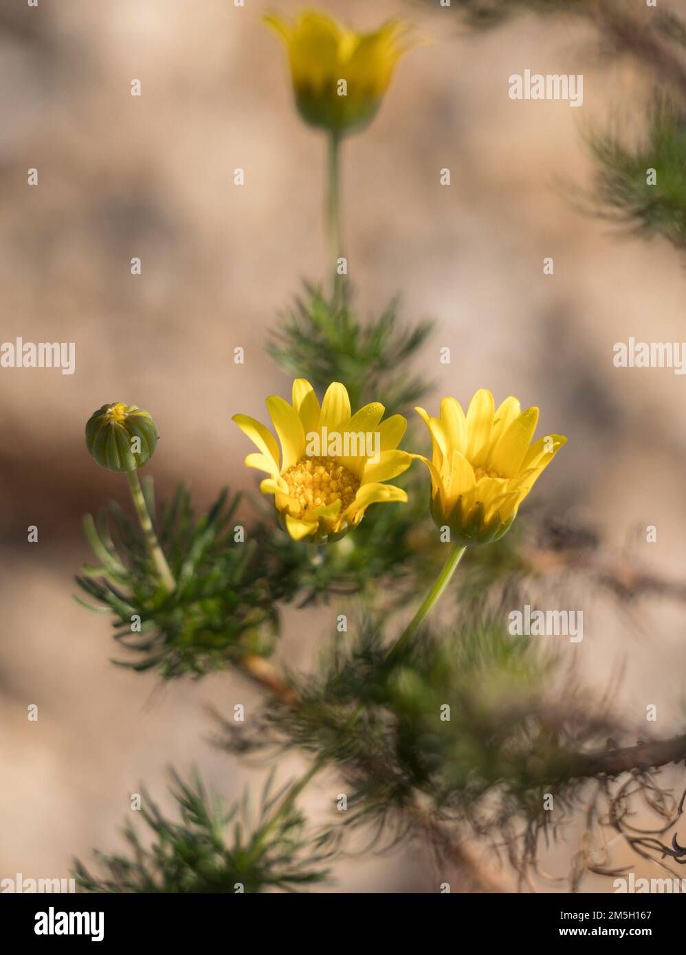 Gros plan d'une petite plante de Marguerite jaune qui fleurit au soleil Banque D'Images