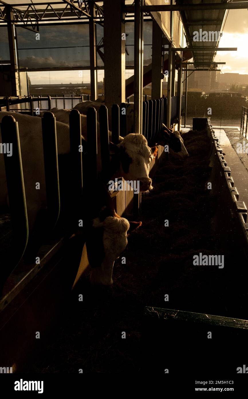 Non exclusif : des vaches laitières sont vues à l'intérieur dans une ferme flottante expérimentale au port de Rotterdam. Système d'adaptation de la production agricole à la hausse W Banque D'Images