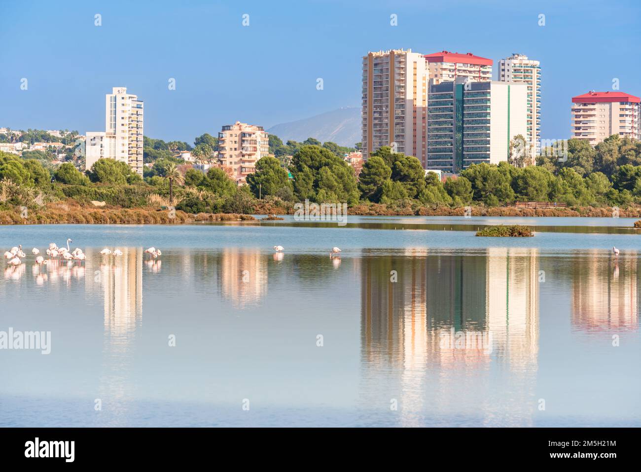 Flamants roses dans la ville. Animaux sauvages en milieu urbain. CALP, Espagne Banque D'Images