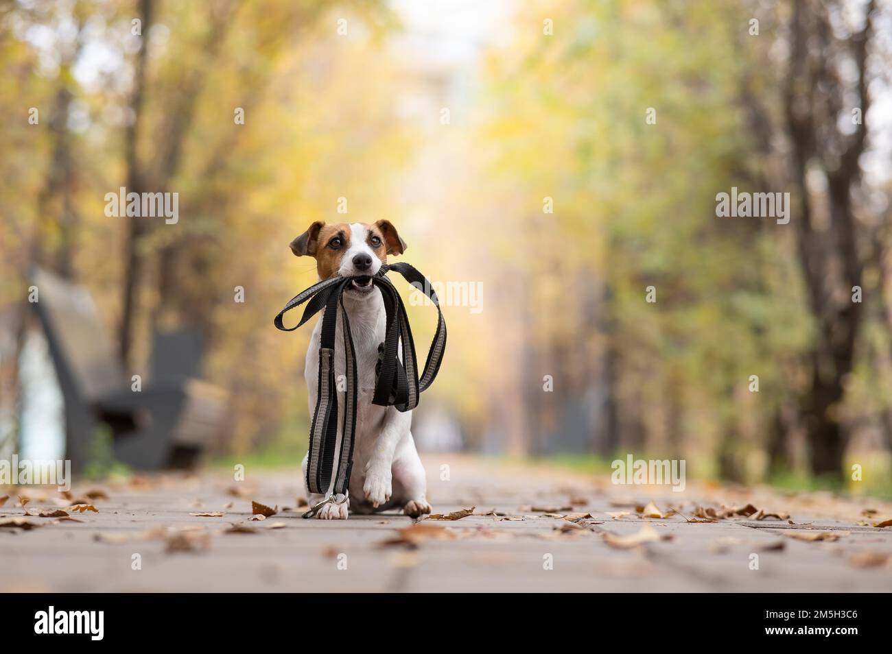 Le chien Jack Russell Terrier tient une laisse pour une promenade dans le parc d'automne. Banque D'Images Le chien Jack Russell Terrier tient une laisse pour une promenade dans le parc d'automne. Banque D'Images