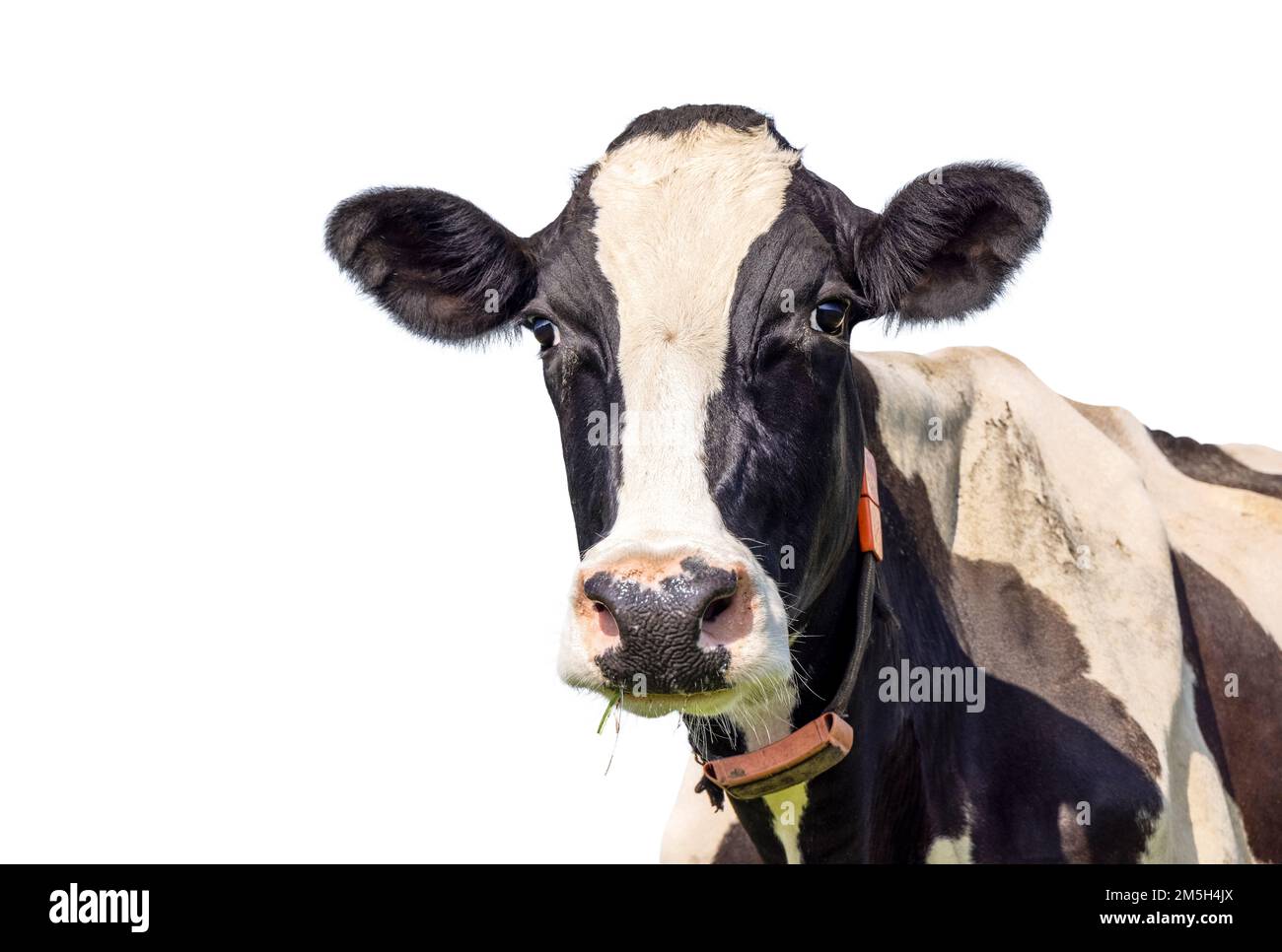 Jolie vache isolée sur blanc, noir et blanc regardant sympathique, nez rose, vue de face heureuse, espace copie Banque D'Images