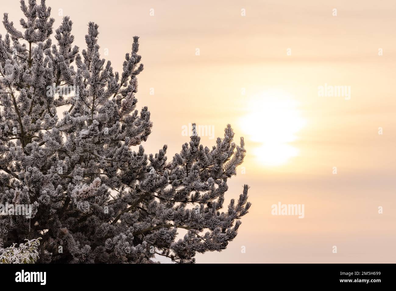 Ambiance le soir en hiver avec un arbre et la lumière chaude du soleil avec espace copie Banque D'Images Ambiance le soir en hiver avec un arbre et la lumière chaude du soleil avec espace copie Banque D'Images