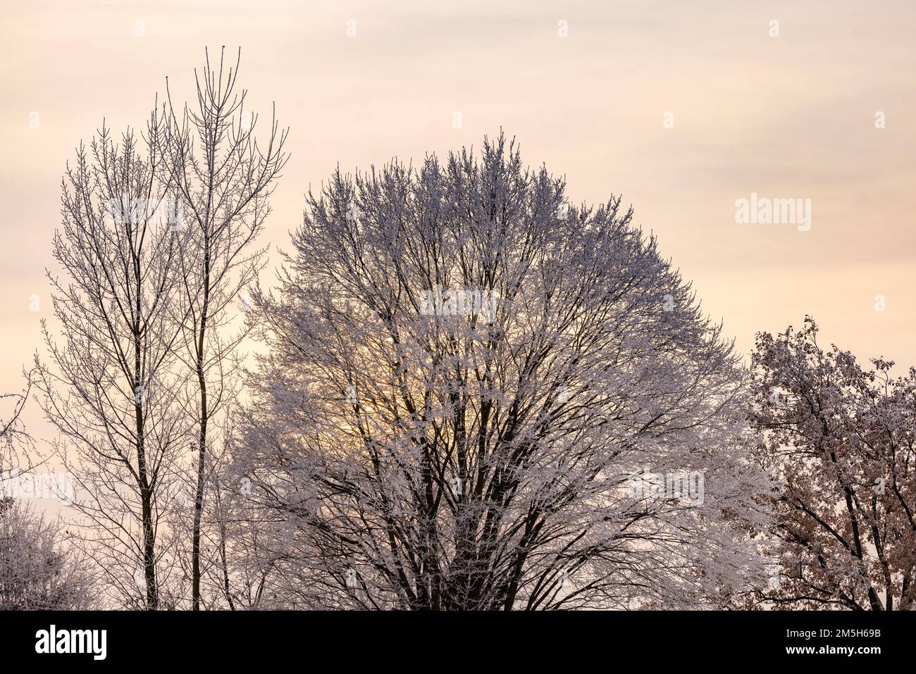Ambiance légère le soir en hiver avec des arbres glacés dans le dos Banque D'Images