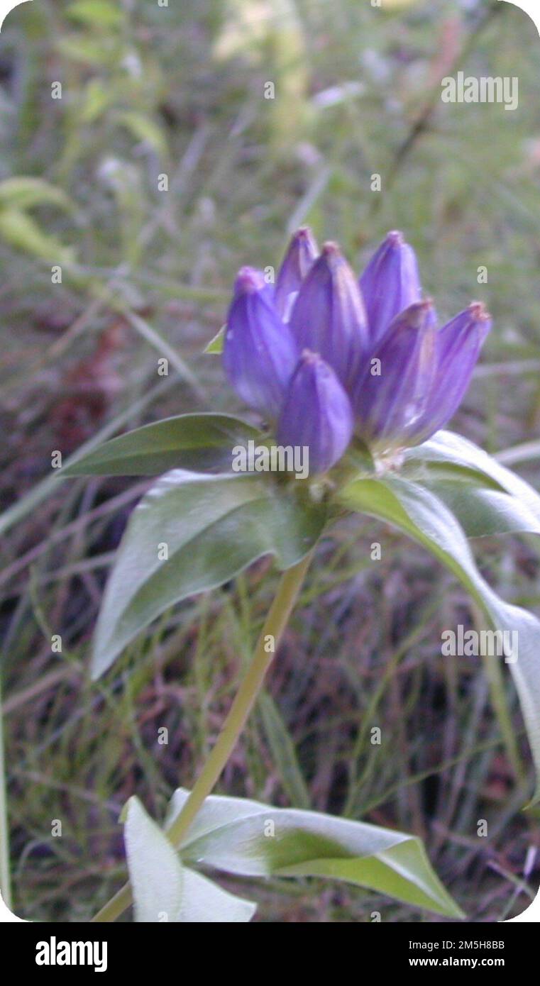 Route de la rivière pittoresque Byway bouteille Gentian le long de la