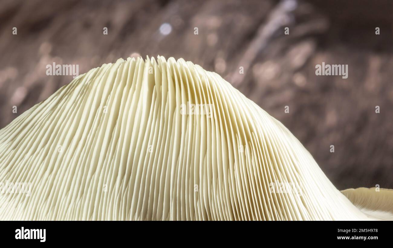 Motif abstrait texture champignon pour le design et la décoration. Gros plan sur les champignons comestibles. Motif macro de champignon d'huître. Banque D'Images