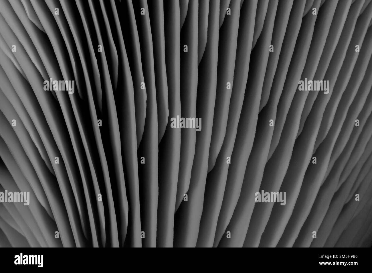 Motif abstrait texture champignon pour le design et la décoration. Gros plan sur les champignons comestibles. Motif macro de champignon d'huître. Banque D'Images