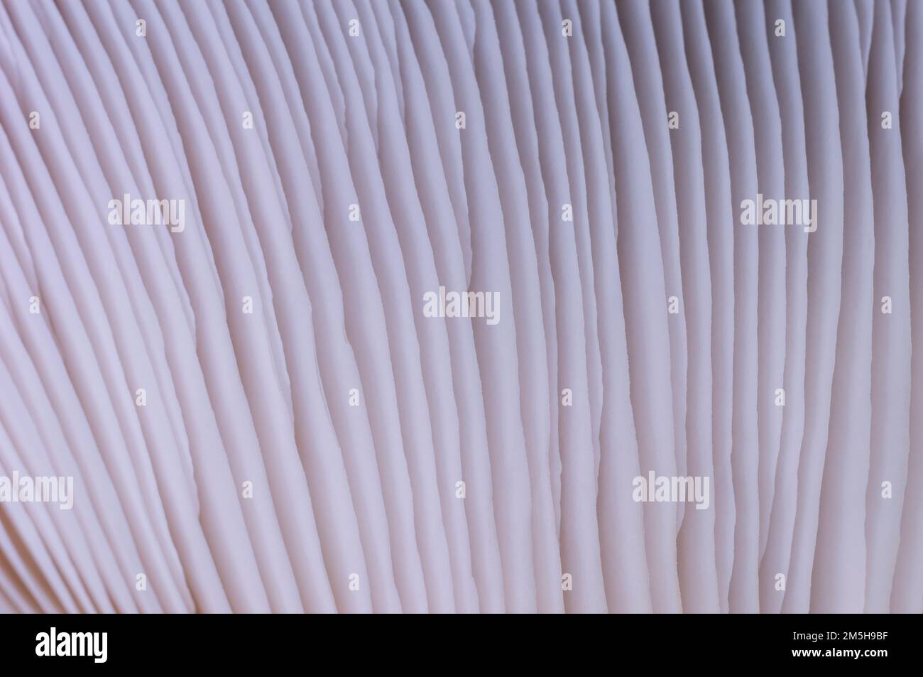 Motif abstrait texture champignon pour le design et la décoration. Gros plan sur les champignons comestibles. Motif macro de champignon d'huître. Banque D'Images