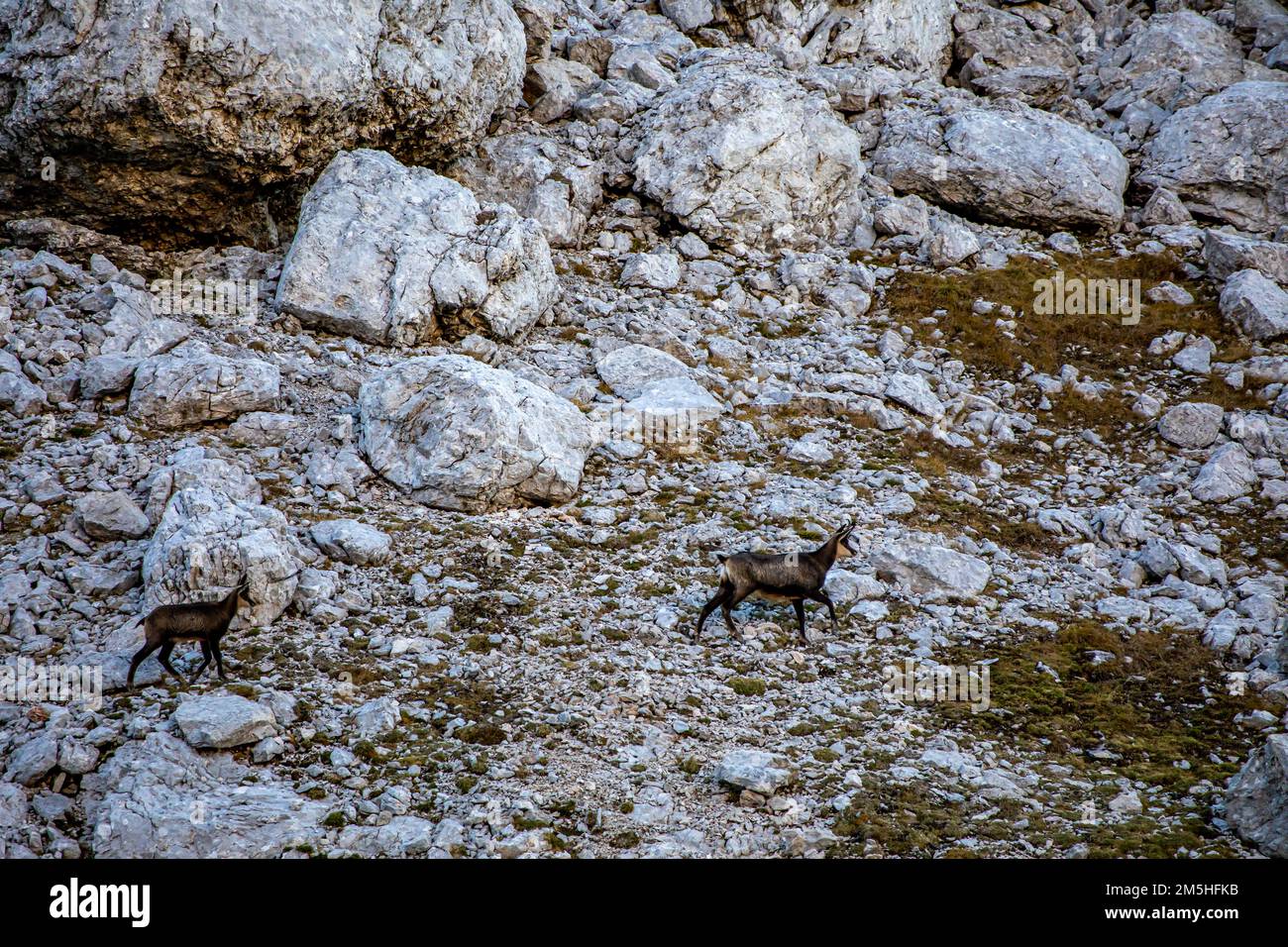 Chamois dans les alpes juliennes, Slovénie Banque D'Images