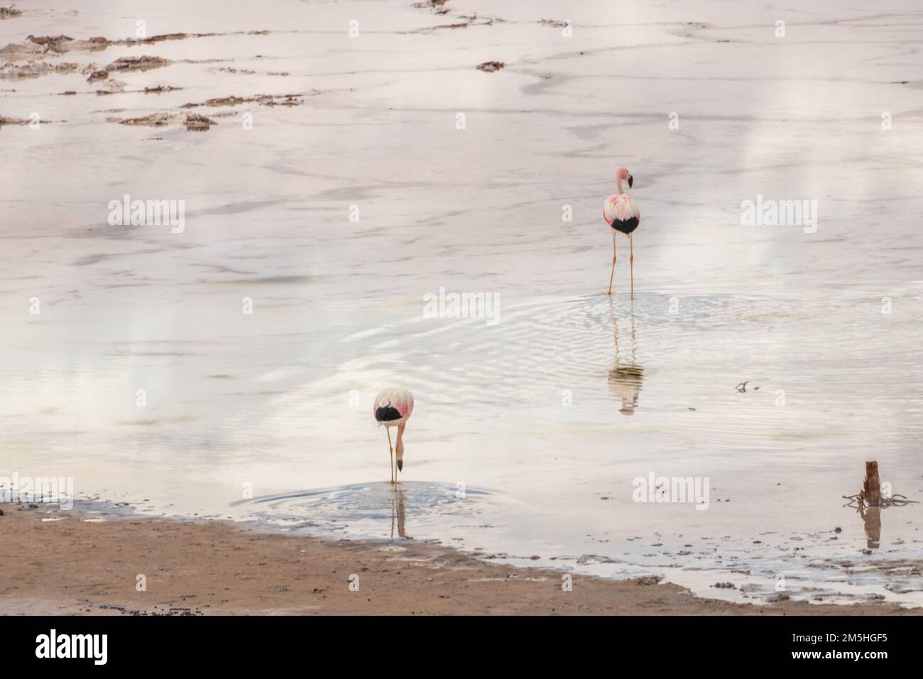 Vicugnas sauvages, guanacos et flamants roses dans une zone humide éloignée d'Atacama, le désert le plus sec du monde Banque D'Images