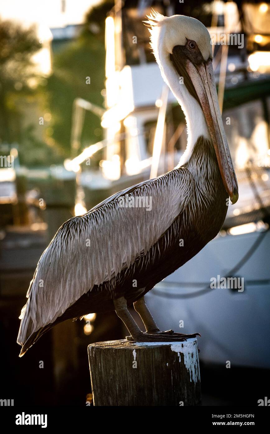 Pélican brun assis sur un quai en tas Banque D'Images