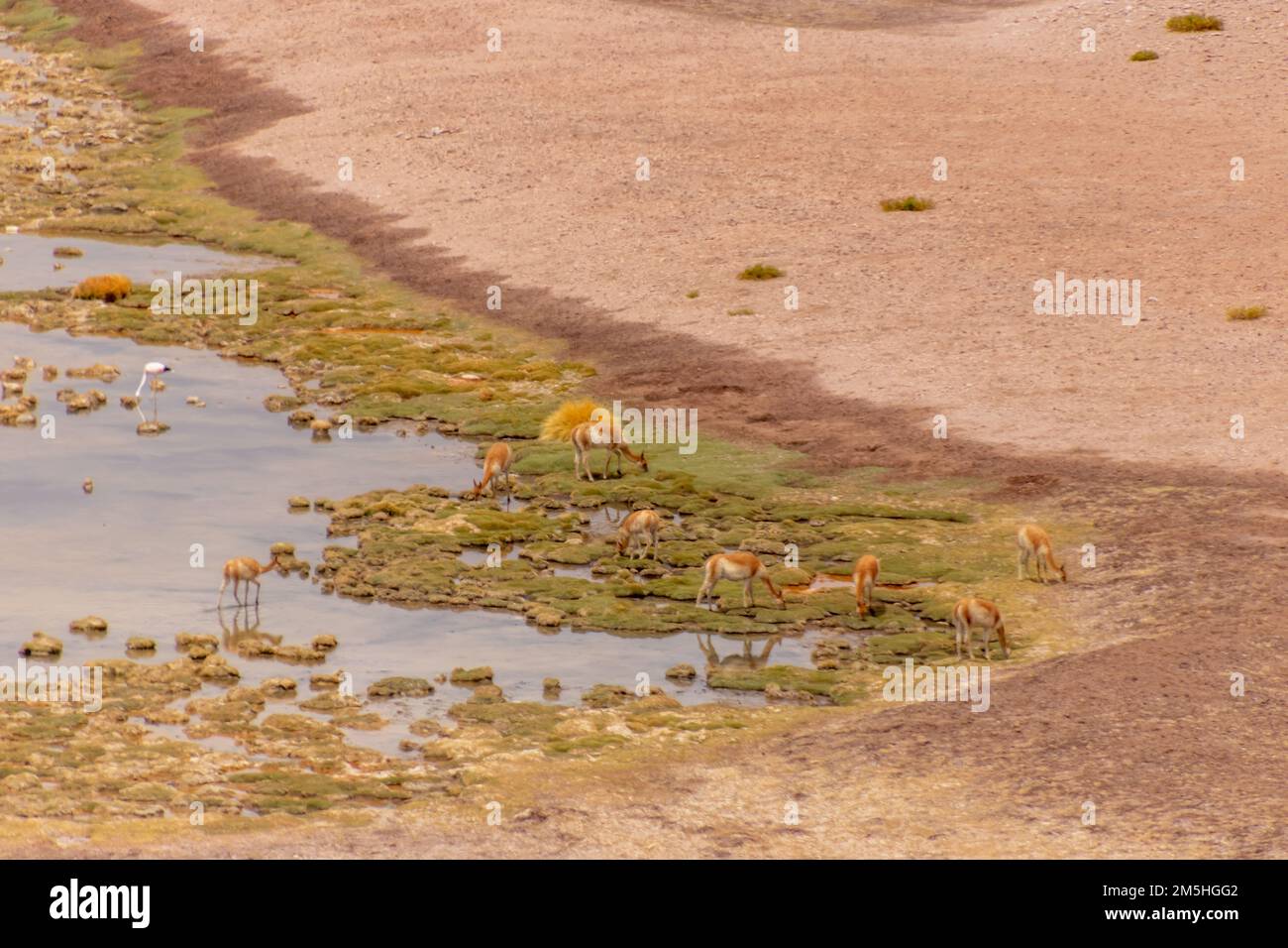 Vicugnas sauvages, guanacos et flamants roses dans une zone humide éloignée d'Atacama, le désert le plus sec du monde Banque D'Images