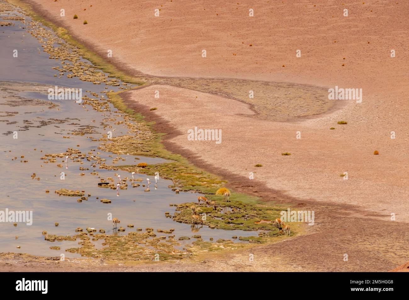 Vicugnas sauvages, guanacos et flamants roses dans une zone humide éloignée d'Atacama, le désert le plus sec du monde Banque D'Images