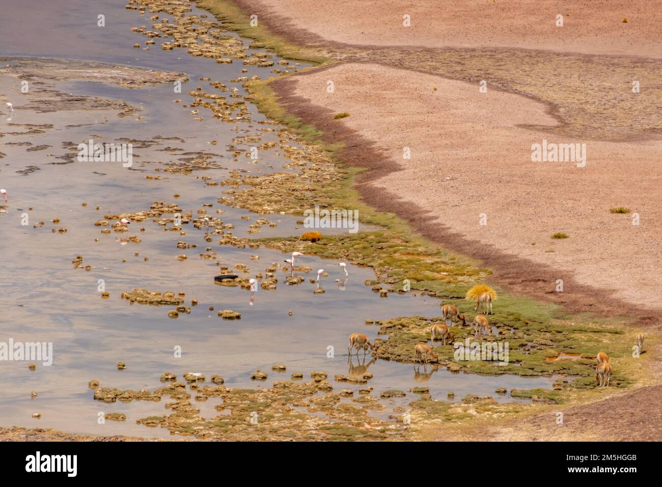 Vicugnas sauvages, guanacos et flamants roses dans une zone humide éloignée d'Atacama, le désert le plus sec du monde Banque D'Images